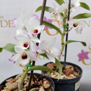 Orquídea Dendrobium